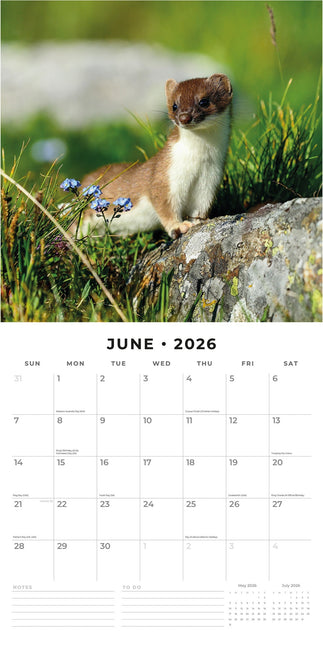 Red Robin Country Wildlife Kalender 2026