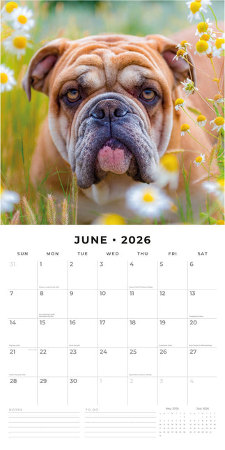 Red Robin Engelse Bulldog Kalender 2026