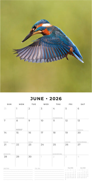 Red Robin IJsvogel Kalender 2026