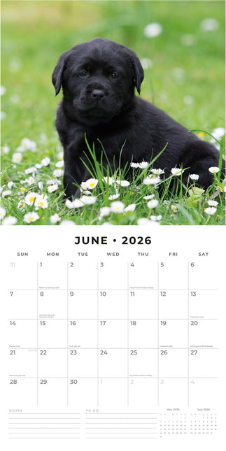 Red Robin Labrador Retriever Zwart Puppies Kalender 2026
