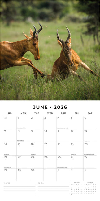 Red Robin Safari Kalender 2026