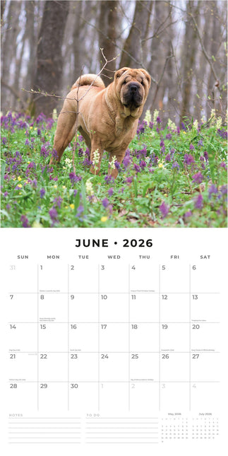 Red Robin Shar Pei Kalender 2026