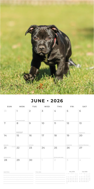 Red Robin Staffordshire Bull Terrier Puppies Kalender 2026