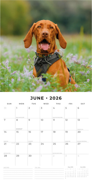 Red Robin Vizsla Kalender 2026