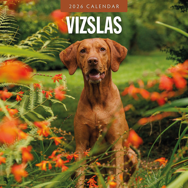 Red Robin Vizsla Kalender 2026