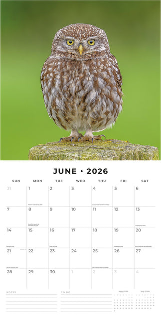 Red Robin Vogels Kalender 2026
