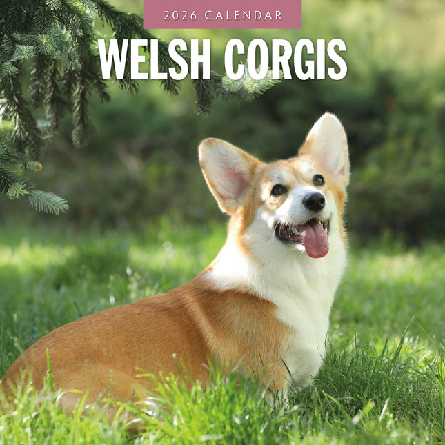 Red Robin Welsh Corgi Kalender 2026