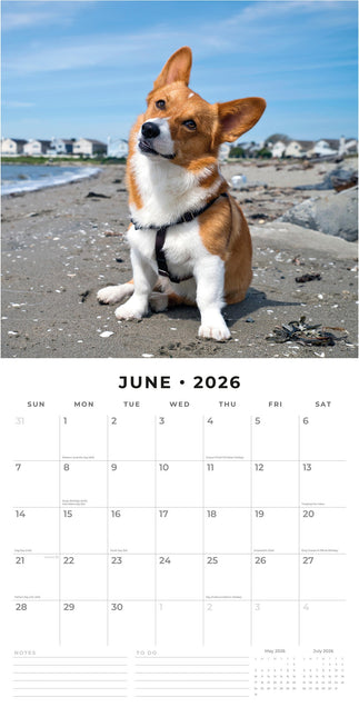 Red Robin Welsh Corgi Kalender 2026