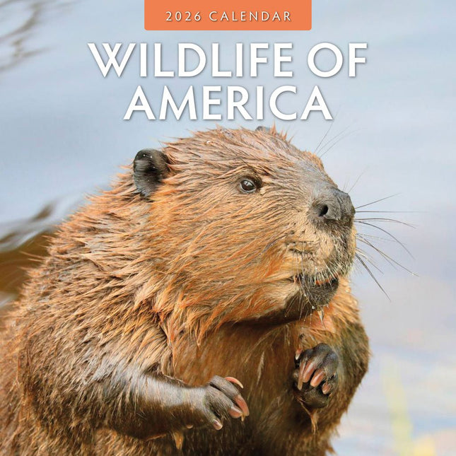 Red Robin Wildlife of America Kalender 2026