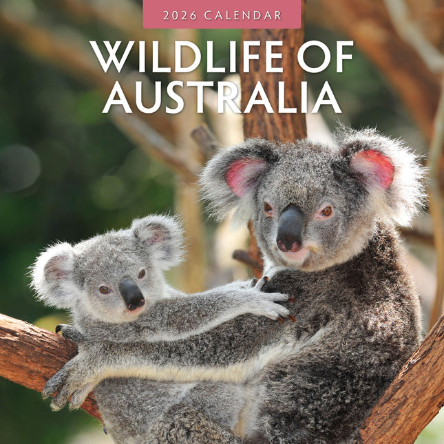 Red Robin Wildlife of Australia Kalender 2026
