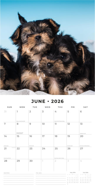 Red Robin Yorkshire Terrier Puppies Kalender 2026