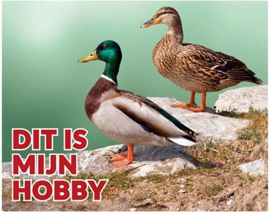 Stickerkoning Wilde Eend Waakbord - Dit is mijn Hobby