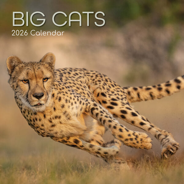 The Gifted Stationary Big Cats Kalender 2026