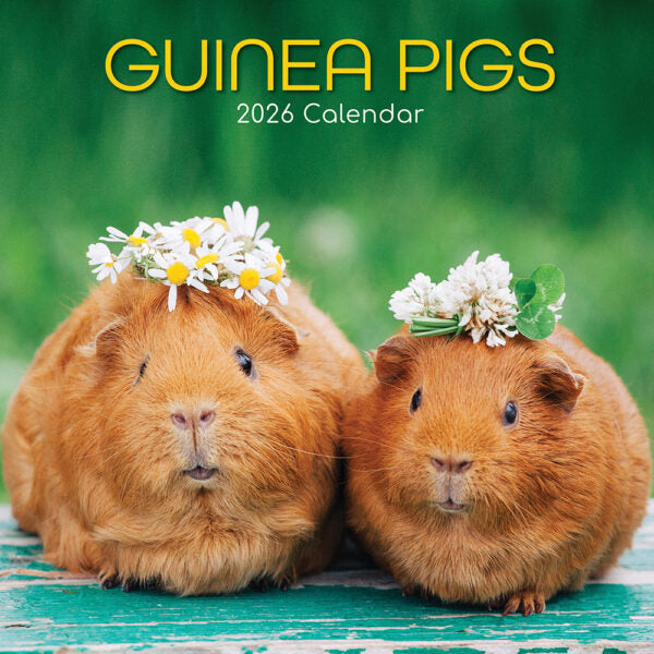 The Gifted Stationary Cavia Kalender 2026