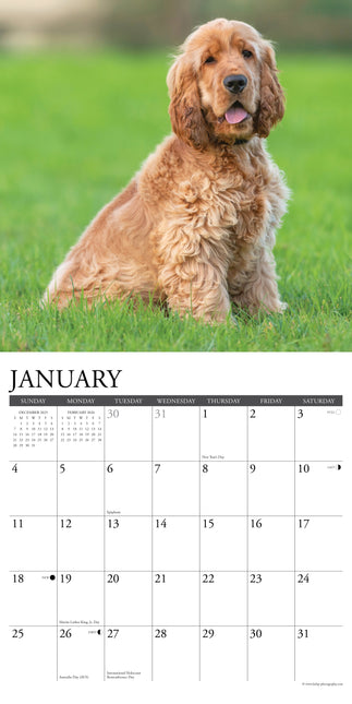 Willow Creek Amerikaanse Cocker Spaniel Kalender 2026