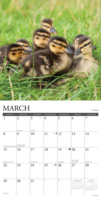 Willow Creek Baby Dieren Kalender 2026
