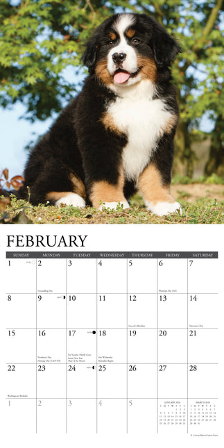 Willow Creek Berner Sennen Puppies Kalender 2026