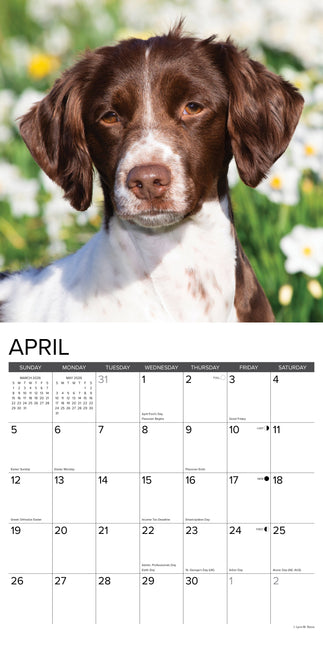 Willow Creek Brittany Spaniel Kalender 2026
