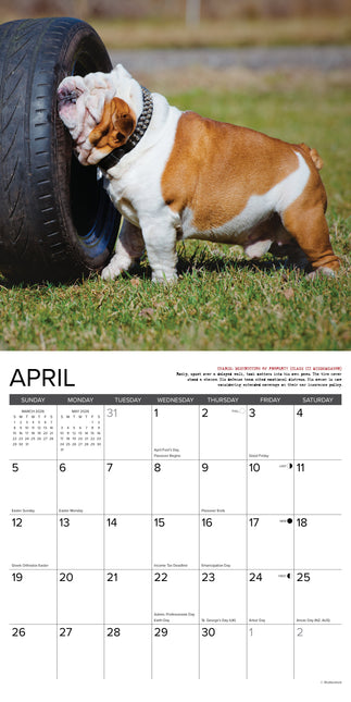 Willow Creek Bulldog Bad Boys Kalender 2026