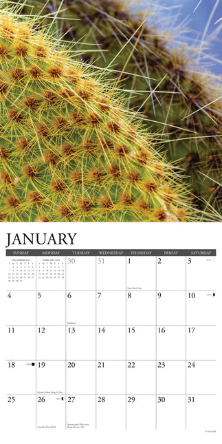 Willow Creek Cactus Kalender 2026