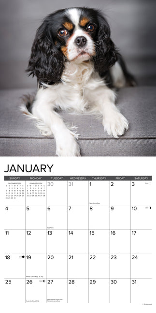 Willow Creek Cavalier King Charles Spaniel Kalender 2026