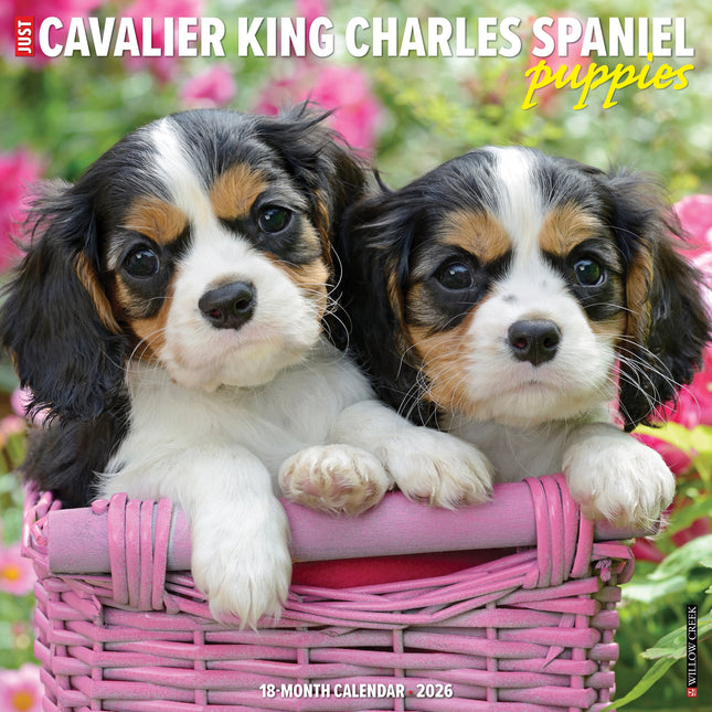 Willow Creek Cavalier King Charles Spaniel Puppies Kalender 2026