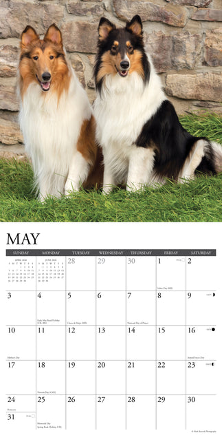 Willow Creek Collie - Schotse Herder Kalender 2026
