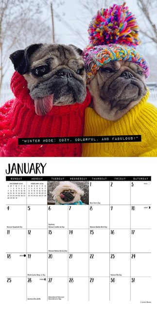 Willow Creek Doug the Pug Kalender 2026 Mini