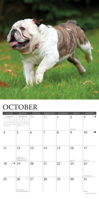 Willow Creek Engelse Buldog Kalender 2026