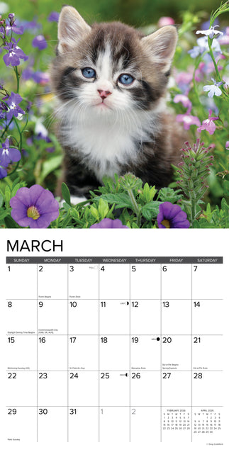 Willow Creek Kittens Kalender 2026