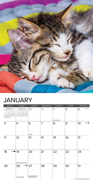 Willow Creek Kittens Kalender 2026 Mini