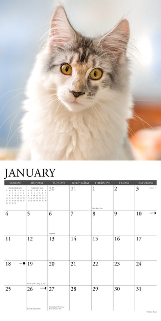 Willow Creek Maine Coon Kalender 2026