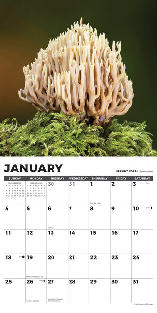 Willow Creek Paddenstoelen Kalender 2026