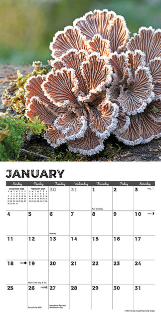 Willow Creek Paddenstoelen Kalender 2026 Mini