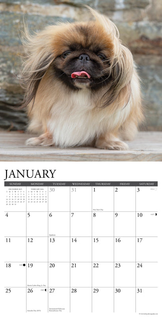 Willow Creek Pekingees Kalender 2026