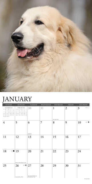 Willow Creek Pyreneese Berghond Kalender 2026