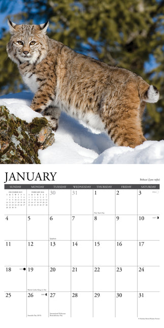 Willow Creek Rocky Mountain Wildlife Kalender 2026