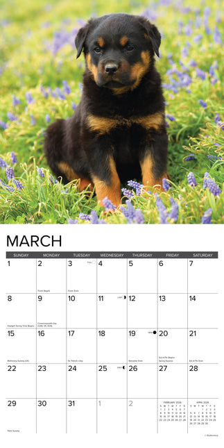 Willow Creek Rottweiler Puppies Kalender 2026