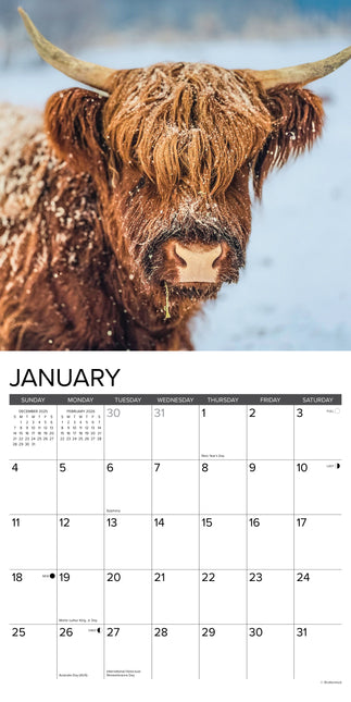 Willow Creek Schotse Hooglanders Kalender 2026