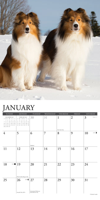 Willow Creek Shetland Sheepdog Kalender 2026