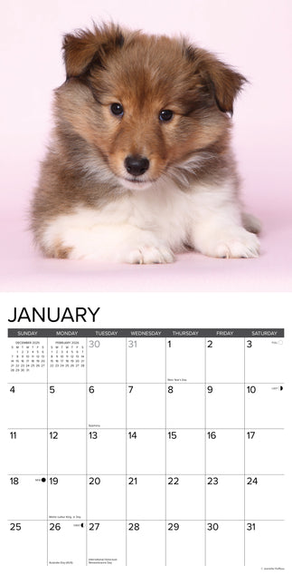 Willow Creek Shetland Sheepdog Puppies Kalender 2026