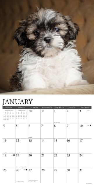 Willow Creek Shih Tzu Puppies Kalender 2026
