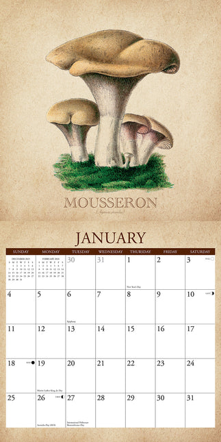 Willow Creek The Art of the Mushroom Kalender 2026