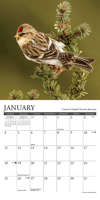 Willow Creek Tuinvogel Kalender 2026