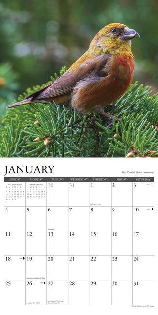 Willow Creek Tuinvogels Kalender 2026