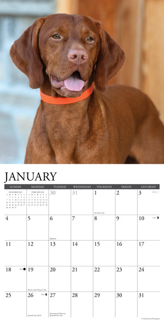 Willow Creek Vizsla Kalender 2026