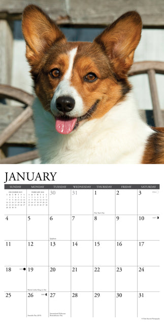 Willow Creek Welsh Corgi Kalender 2026