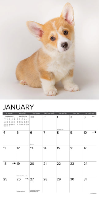 Willow Creek Welsh Corgi Puppies Kalender 2026