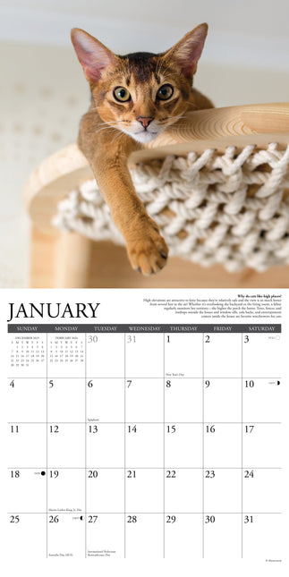 Willow Creek Why Cats Do That Kalender 2026