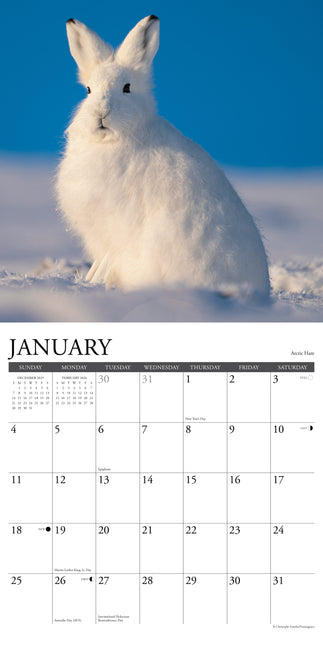 Willow Creek Wildlife Kalender 2026